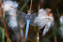 Biosphoto | 2448549 | Keeled Skimmer (Orthetrum coerulescens) in dew, Vosges du Nord Regional Natural Park, France | &copy; Michel Rauch / Biosphoto