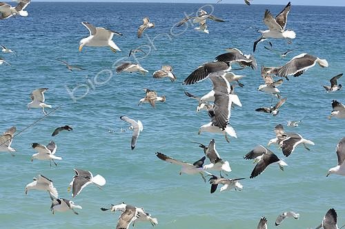 Biosphoto | 2103362 | Kelp Gull (Larus dominicanus) group in flight, V Valparaiso Region, Chile | &copy; Jean-Claude Malausa / Biosphoto