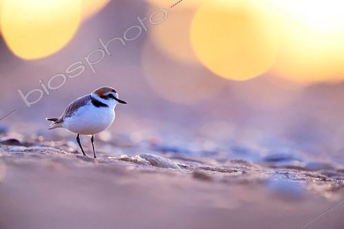 Biosphoto | 2621612 | Kentish Plover (Charadrius alexandrinus) male on the strandline at sunset on a landing beach, Normandy, France. | &copy; Christophe Perelle / Biosphoto