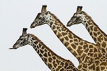 Biosphoto | 2066081 | Kenya, Masai-Mara Game Reserve, Girafe masai (Giraffa camelopardalis) | &copy; Michel & Christine Denis-Huot / Biosphoto
