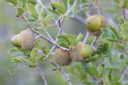 Biosphoto | 2488133 | Kermes Oak (Quercus coccifera) acorns on tree in autumn, Gard, France | &copy; Marie Aymerez / Biosphoto