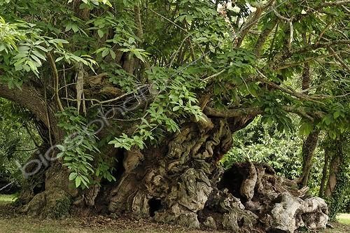 Biosphoto | 225491 | Kerséoc'h remarkable Chestnut tree France ; Age estimated at 1200 years | &copy; Hervé Lenain / Biosphoto