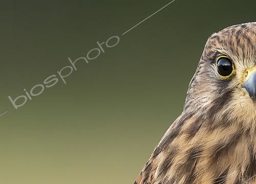 Biosphoto | 2627937 | Kestrel (Falco tinnunculus) close up, England | &copy; Frédéric Desmette / Biosphoto