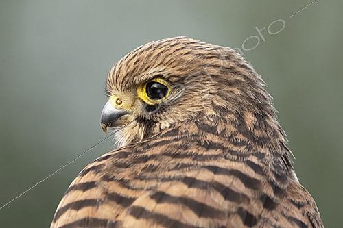 Biosphoto | 2628817 | kestrel (Falco tinnunculus) close up, England | &copy; Frédéric Desmette / Biosphoto