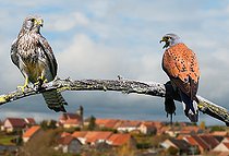 Biosphoto | 2453757 | Kestrel (Falco tinnunculus) couple and prey in front of a village, Parc naturel régional des Vosges du Nord, France | &copy; Michel Rauch / Biosphoto