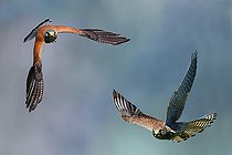 Biosphoto | 2453755 | Kestrel ( Falco tinnunculus) couple in flight, Vosges du Nord Regional Nature Park, France | &copy; Michel Rauch / Biosphoto