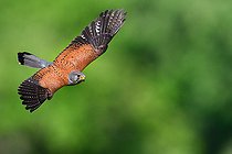 Biosphoto | 2453758 | Kestrel ( Falco tinnunculus) male in flight, Vosges du Nord Regional Nature Park, France | &copy; Michel Rauch / Biosphoto