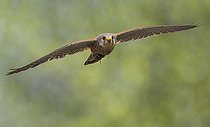 Biosphoto | 2484913 | Kestrel (Falco tinnunculus) male with prey in his talon in flight, feeding the female at the nest, Vosges du Nord Regional Nature Park, France | &copy; Michel Rauch / Biosphoto