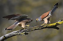 Biosphoto | 2469570 | Kestrel (Falco tinnunculus) offering a cricket to the female during courtship, Vosges du Nord Regional Nature Park, France | &copy; Michel Rauch / Biosphoto