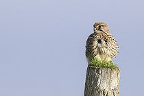 Biosphoto | 2583785 | Kestrel (Falco tinnunculus) on a stake, Baie de l'Aiguillon Nature Reserve, Marais poitevin vendéen, France | &copy; Emile Barbelette / Biosphoto