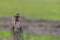 Biosphoto | 2583796 | Kestrel (Falco tinnunculus) on a stake, Baie de l'Aiguillon Nature Reserve, Marais Poitevin Vendéen, Pays de la Loire, France | &copy; Emile Barbelette / Biosphoto