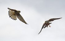 Biosphoto | 2484915 | Kestrel (Falco tinnunculus) pair displaying in flight, Vosges du Nord Regional Nature Park, France | &copy; Michel Rauch / Biosphoto