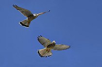 Biosphoto | 2484916 | Kestrel (Falco tinnunculus) pair displaying in flight, Vosges du Nord Regional Nature Park, France | &copy; Michel Rauch / Biosphoto