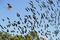 Biosphoto | 2545065 | Kestrel (Falco tinnunculus) trying to chase through a flock of Starlings (Sturnus vulgaris), Vosges du Nord Regional Nature Park, France | &copy; Michel Rauch / Biosphoto