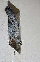 Biosphoto | 2484912 | Kestrel (Falco tinnunculus) young bird just before fledging, Vosges du Nord Regional Nature Park, France | &copy; Michel Rauch / Biosphoto