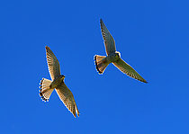 Biosphoto | 2609406 | Kestrels (Falco tinnunculus) chasing each other in flight, Alps, France | &copy; Michel Rauch / Biosphoto