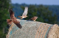 Biosphoto | 2437058 | Kestrels (Falco tinnunculus) continuing, Northern Vosges Regional Nature Park, France | &copy; Michel Rauch / Biosphoto