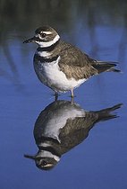 Biosphoto | 1523688 | Killdeer (Charadrius vociferus), adult in pond with reflection, Sinton, Texas, USA | &copy; Bill Draker / imageBROKER / Biosphoto