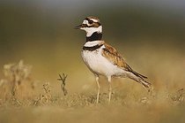 Biosphoto | 1495676 | Killdeer (Charadrius vociferus), adult, Willacy County, Rio Grande Valley, South Texas, USA | &copy; Rolf Nussbaumer / imageBROKER / Biosphoto