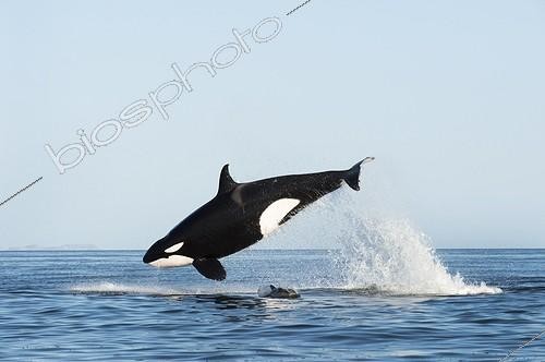 Biosphoto | 2040864 | Killer Whale attacking a Common Dolphin - Gulf of California ; The dolphin is visible beneath the whale. | &copy; Christopher Swann / Biosphoto
