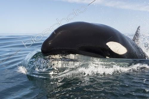 Biosphoto | 2040833 | Killer whale head surging out of water - Gulf of California | &copy; Christopher Swann / Biosphoto