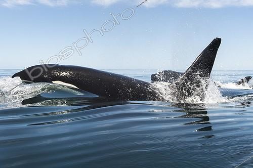 Biosphoto | 2040832 | Killer whale travelling at speed - Gulf of California | &copy; Christopher Swann / Biosphoto
