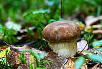 Biosphoto | 2609819 | King Bolete (Boletus edulis), excellent edible mushroom, Forêt de la Reine, Ansauville, Lorraine, France | &copy; Stéphane Vitzthum / Biosphoto