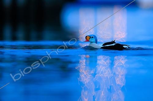 Biosphoto | 2576996 | King eider, (Somateria spectabilis), in the first light of day in a harbor in northern Varanger, Norway, with the reflections of public lighting. | &copy; Michael Adam / Biosphoto