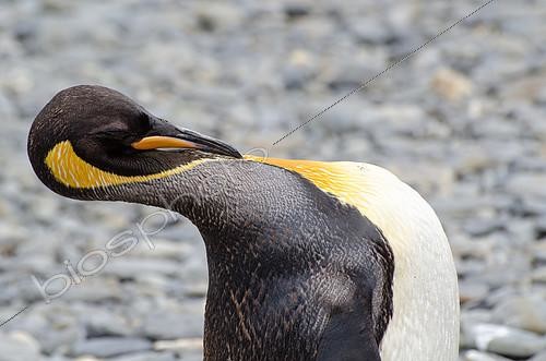 Biosphoto | 2406156 | King Penguin (Aptenodytes patagonicus) Grooming, South Georgia | &copy; Raphaël Sané / Biosphoto