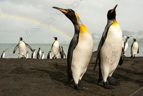 Biosphoto | 2406120 | King Penguin (Aptenodytes patagonicus) in front of a rainbow on a beach in South Georgia | &copy; Raphaël Sané / Biosphoto