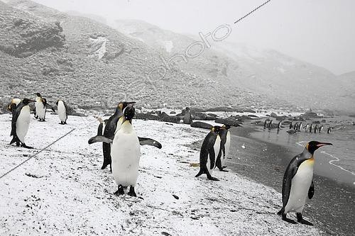 Biosphoto | 2618750 | King penguin (Aptenodytes patagonicus) on a beach under the snow during the beginning of summer. South Georgia UK | &copy; Brigitte Marcon / Biosphoto