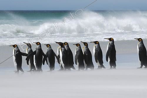 Biosphoto | 574420 | King Penguin Falkland Islands Volunteer Point | &copy; Jean-Paul Chatagnon / Biosphoto