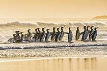 Biosphoto | 2609684 | King penguins (Aptenodytes patagonicus), group in the surf on the beach, Volunteer Point, Falkland Islands | &copy; Matthias Graben / imageBROKER / Biosphoto