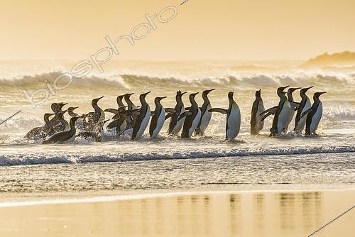 Biosphoto | 2609684 | King penguins (Aptenodytes patagonicus), group in the surf on the beach, Volunteer Point, Falkland Islands | &copy; Matthias Graben / imageBROKER / Biosphoto