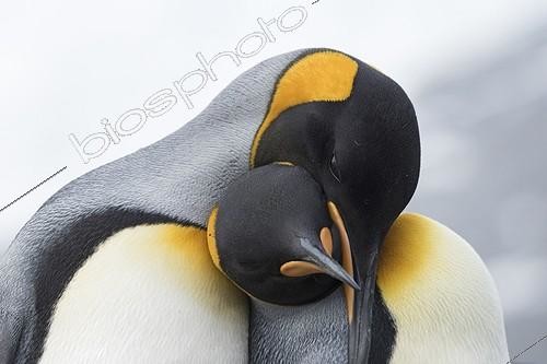 Biosphoto | 2050060 | King penguins couple cuddling - South Georgia ; Gold Harbour | &copy; David Tipling / Biosphoto