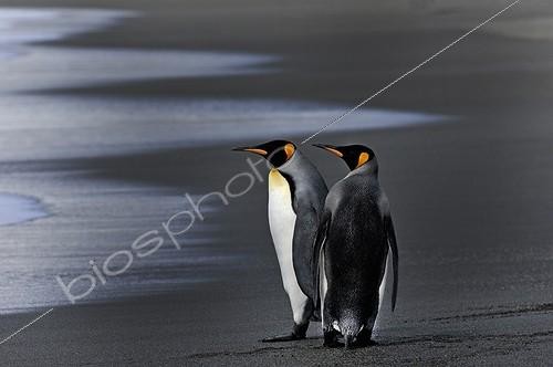 Biosphoto | 2011539 | King Penguins on beach - Gold Harbour South Georgia | &copy; David Tipling / Biosphoto