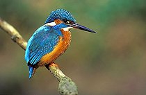 Biosphoto | 1462644 | Kingfisher | &copy; Lutz Gerken / imageBROKER / Biosphoto