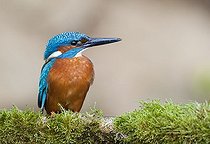 Biosphoto | 1443845 | Kingfisher (Alcedo atthis) | &copy; Horst Jegen / imageBROKER / Biosphoto