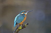 Biosphoto | 1528185 | Kingfisher, Alcedo atthis, germany | &copy; Ingo Schulz / imageBROKER / Biosphoto