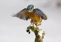 Biosphoto | 1484369 | Kingfisher (Alcedo atthis) in winter landing on a snow-covered branch, Germany, Europe | &copy; Winfried Schaefer / imageBROKER / Biosphoto