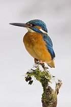 Biosphoto | 1513968 | Kingfisher (Alcedo atthis) in winter, sitting on a snow covered branch, Germany, Europe | &copy; Winfried Schaefer / imageBROKER / Biosphoto