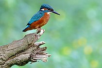Biosphoto | 2588105 | Kingfisher (Alcedo atthis) on its perch in a secondary branch of the Loire, near Pouilly, Nièvre, France | &copy; Pierre Vernay / Biosphoto