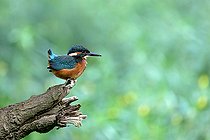 Biosphoto | 2588103 | Kingfisher (Alcedo atthis) on its stump in a backwater of the Loire near Pouilly, Nièvre, France | &copy; Pierre Vernay / Biosphoto