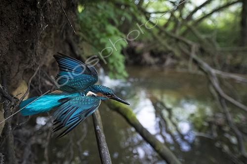 Biosphoto | 2027684 | Kingfisher flying out of its nesting hole in a river bank  | &copy; Berndt Fischer / Biosphoto