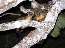 Biosphoto | 2446258 | Kinkajou couple (Potos flavus) during reproductive courtship inside the Montes Azules Biosphere Reserve, Chiapas. Mexico. | &copy; Jorge Figueroa / Biosphoto