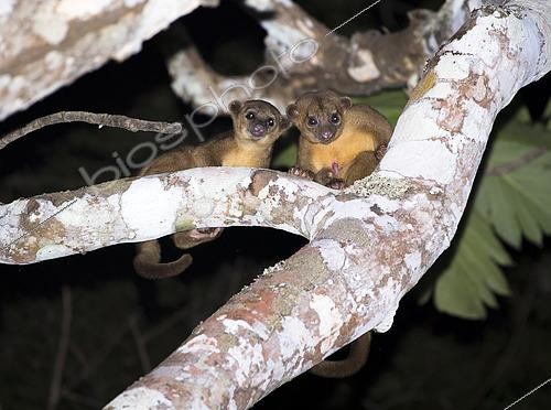 Biosphoto | 2446258 | Kinkajou couple (Potos flavus) during reproductive courtship inside the Montes Azules Biosphere Reserve, Chiapas. Mexico. | &copy; Jorge Figueroa / Biosphoto