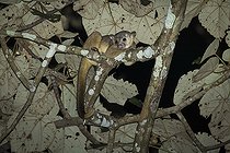 Biosphoto | 2135180 | Kinkajou (Potos flavus) sur une branche, Chiriqui, Panama | &copy; Ignacio Yufera / Biosphoto