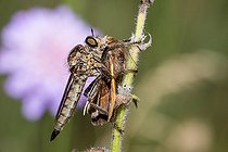 Biosphoto | 2445677 | Kite-tailed Robberfly (Tolmerus atricapillus) eating a Burnet companion (Euclidia glyphica), Vosges du Nord Regional Natural Park, France | &copy; Michel Rauch / Biosphoto