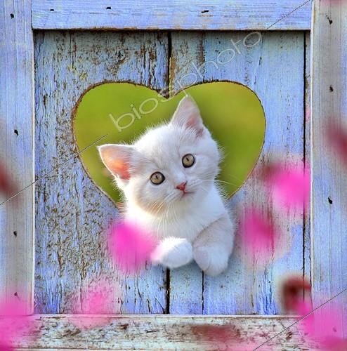 Biosphoto | 1920252 | Kitten inside a blue heart limed wood | &copy; Hélène & Jean-Michel Sotto / Biosphoto
