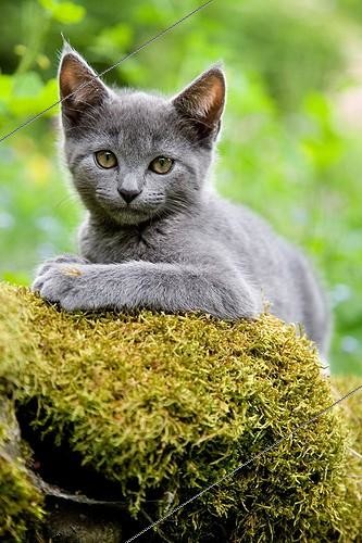 Biosphoto | 1365247 | Kitten lying on a stone with moss Oberbruck France | &copy; Bruno Mathieu / Biosphoto